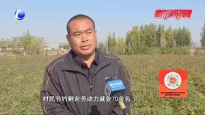 【走向我們的小康生活】文安縣孫氏鎮(zhèn)五村：中藥材種植拓寬群眾增收路