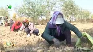 【走向我們的小康生活】孫氏鎮(zhèn)五村：中藥材種植出致富“良方”