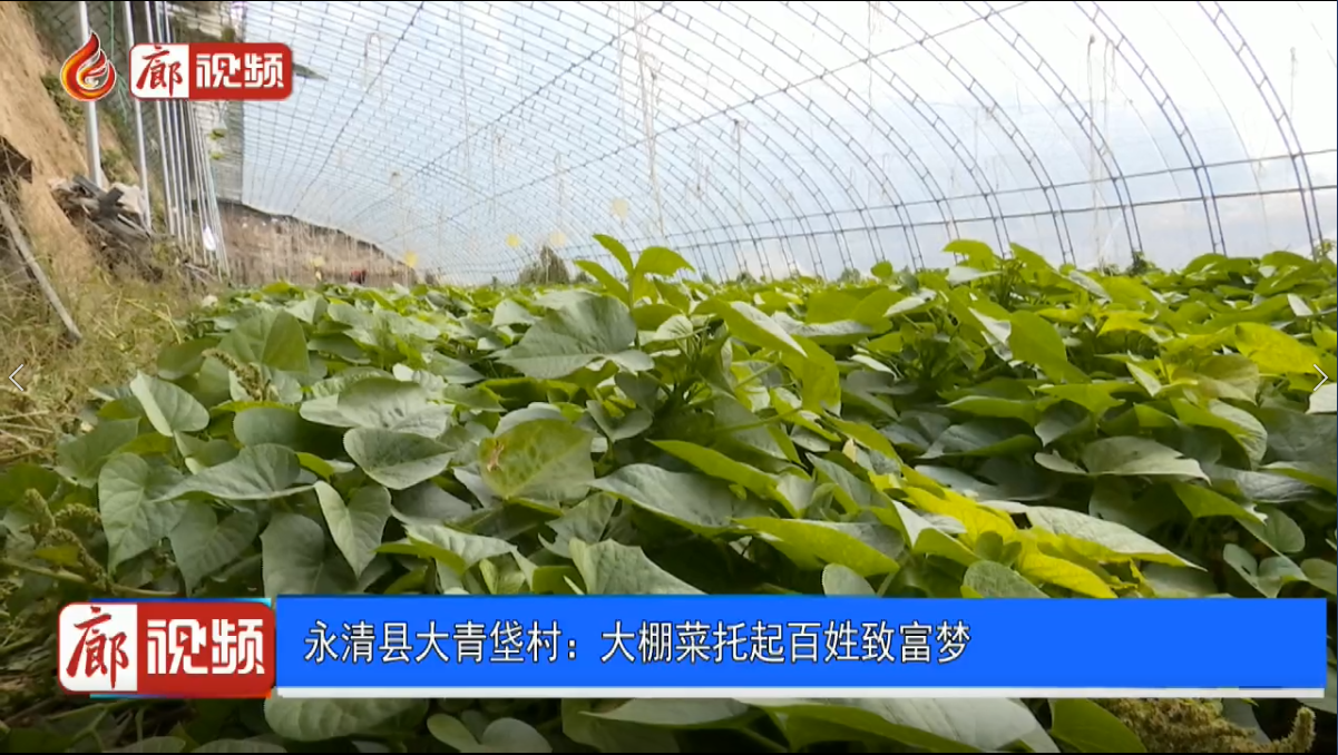 廊視頻|永清縣大青垡村：大棚菜托起百姓致富夢