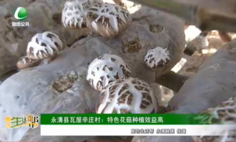 永清縣瓦屋辛莊村：特色花菇種植效益高