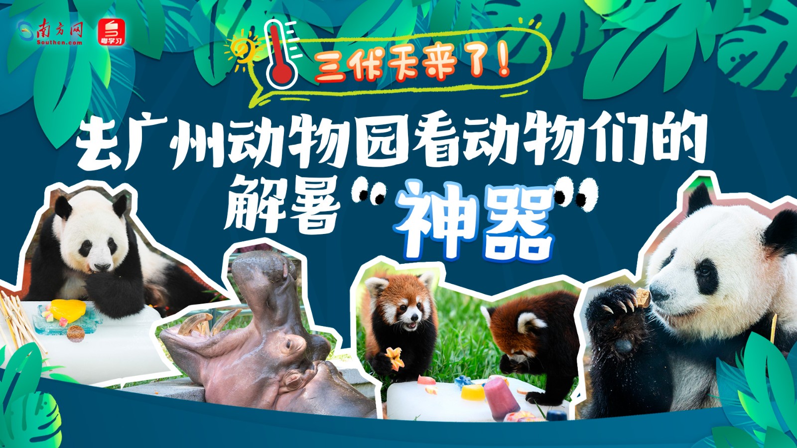 三伏天來(lái)了！去廣州動(dòng)物園看動(dòng)物們的解暑“神器”